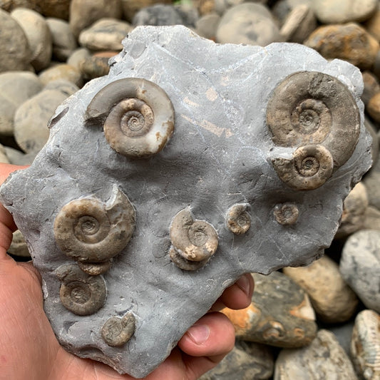Psiloceras ammonite fossil - Whitby, North Yorkshire Jurassic Coast, Yorkshire fossils