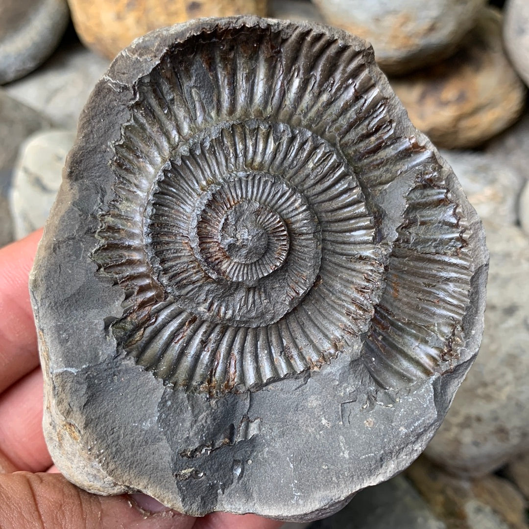 Dactylioceras (split pair) ammonite fossil - Whitby, North Yorkshire Jurassic Coast