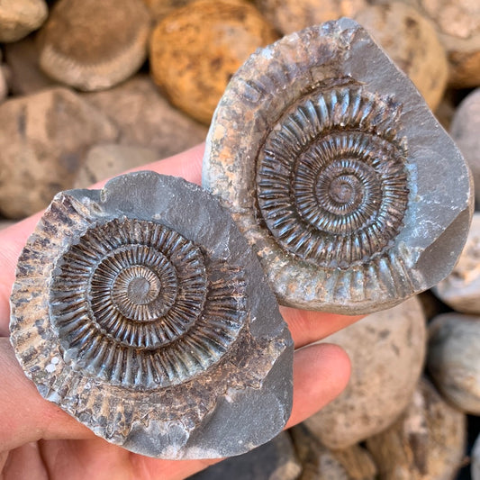 Dactylioceras (split pair) ammonite fossil - Whitby, North Yorkshire Jurassic Coast