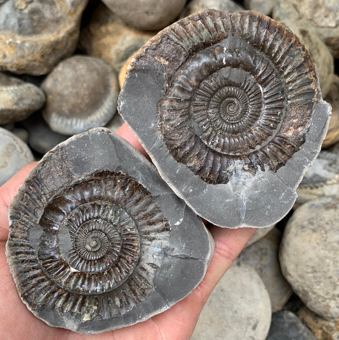 Dactylioceras (split pair) ammonite fossil - Whitby, North Yorkshire Jurassic Coast