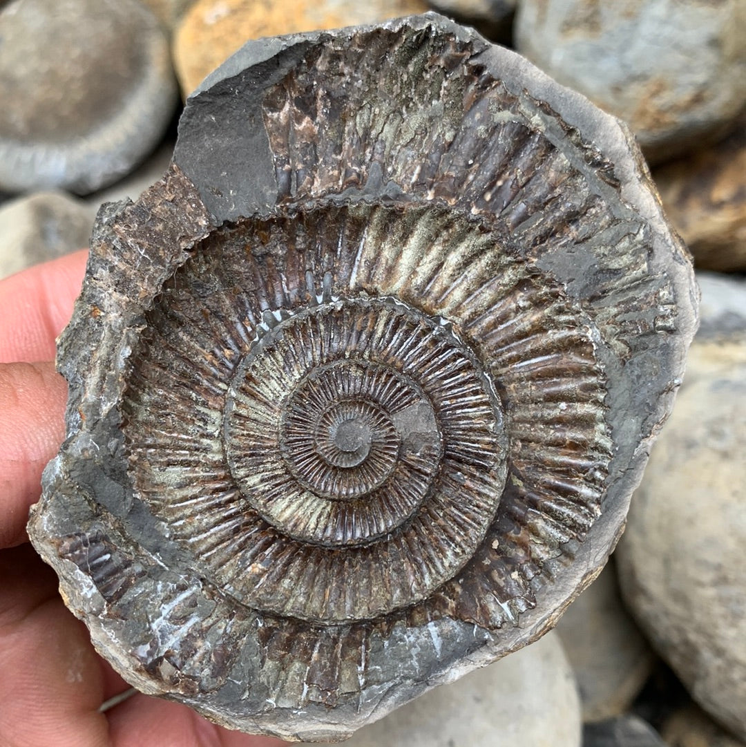 Dactylioceras (split pair) ammonite fossil - Whitby, North Yorkshire Jurassic Coast