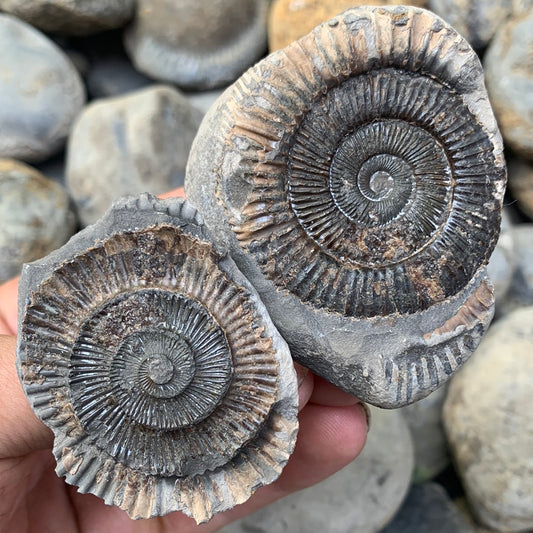 Dactylioceras (split pair) ammonite fossil - Whitby, North Yorkshire Jurassic Coast