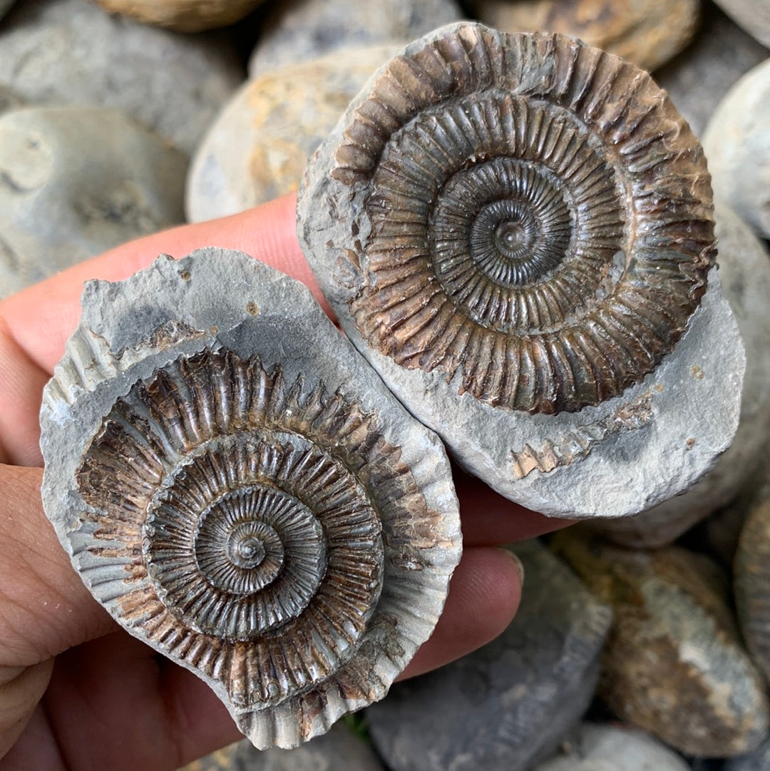 Dactylioceras (split pair) ammonite fossil - Whitby, North Yorkshire Jurassic Coast