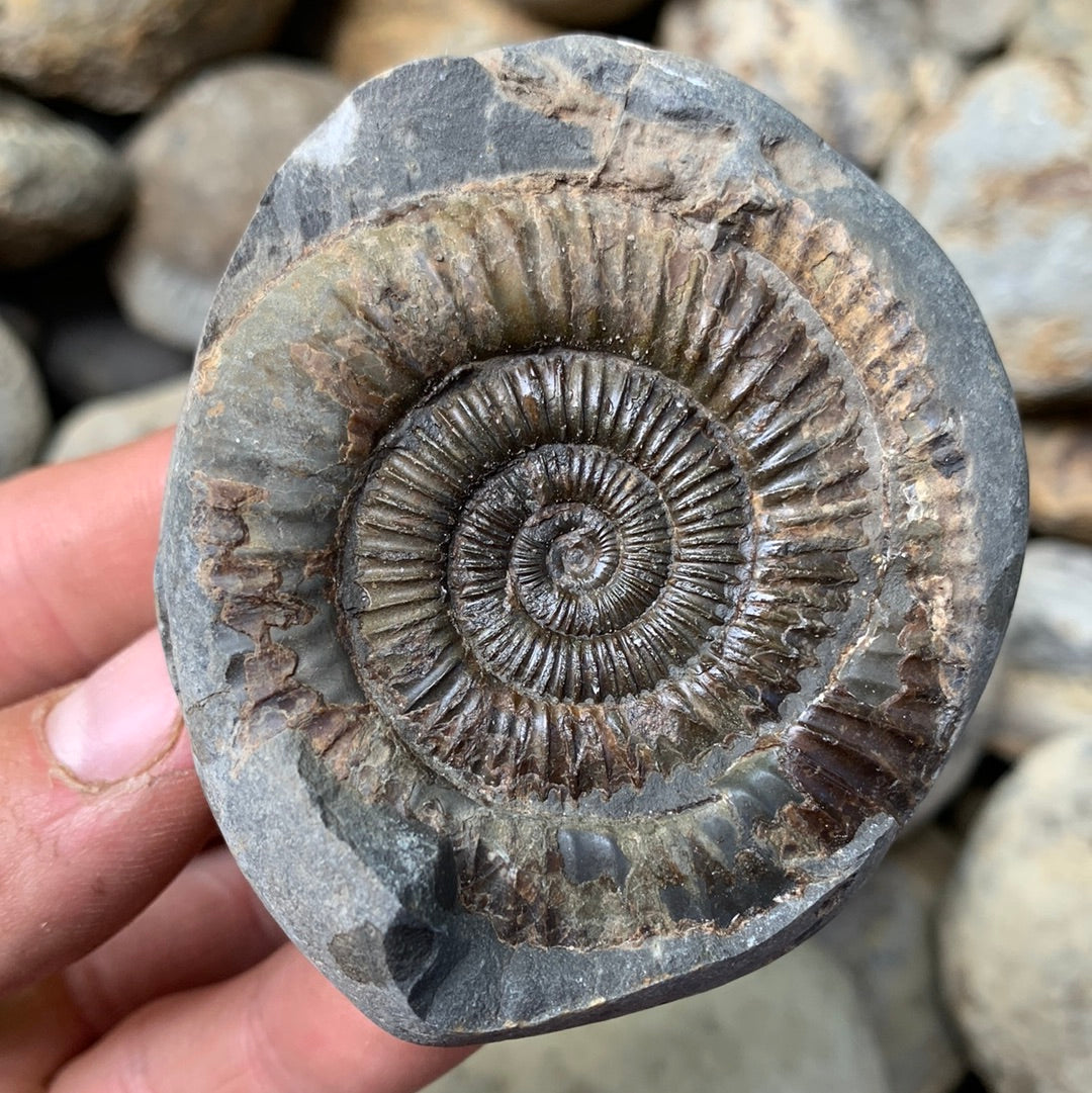 Dactylioceras (split pair) ammonite fossil - Whitby, North Yorkshire Jurassic Coast