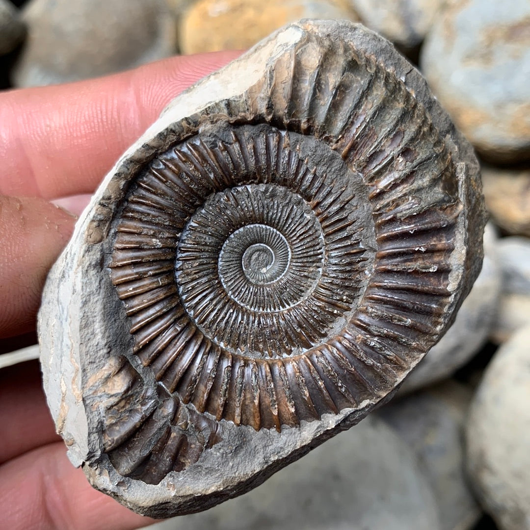 Dactylioceras (split pair) ammonite fossil - Whitby, North Yorkshire Jurassic Coast