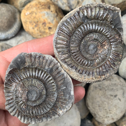 Dactylioceras (split pair) ammonite fossil - Whitby, North Yorkshire Jurassic Coast