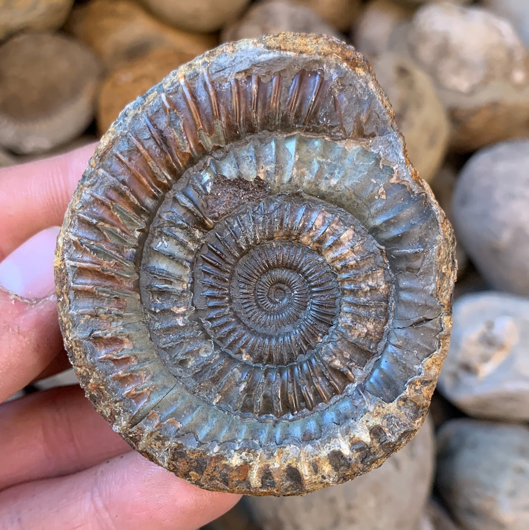 Dactylioceras (split pair) ammonite fossil - Whitby, North Yorkshire Jurassic Coast