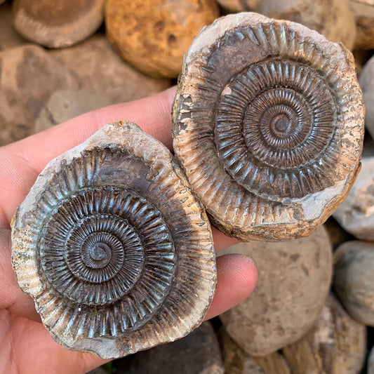 Dactylioceras (split pair) ammonite fossil - Whitby, North Yorkshire Jurassic Coast