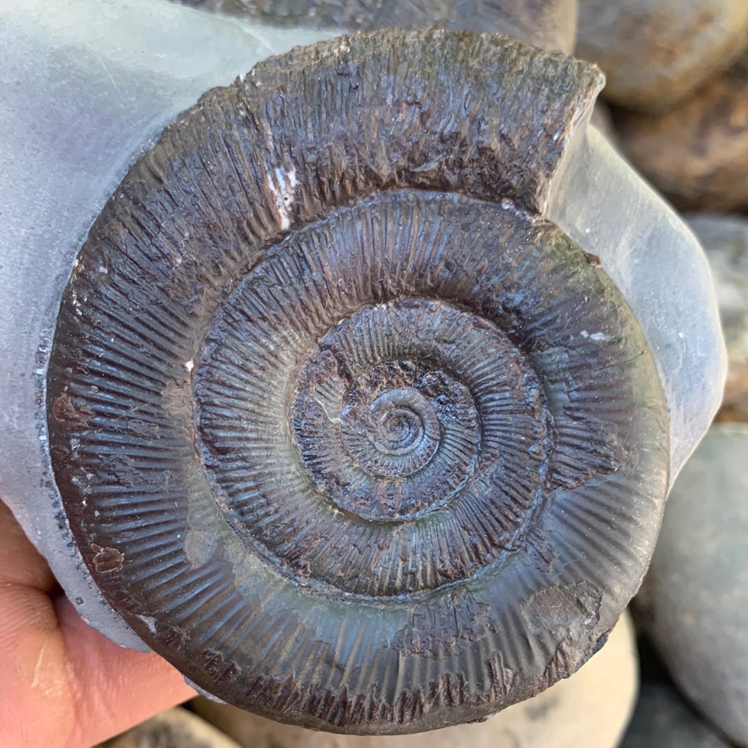 Dactylioceras tenuicostatum double ammonite fossil - Whitby, North Yorkshire Jurassic Coast
