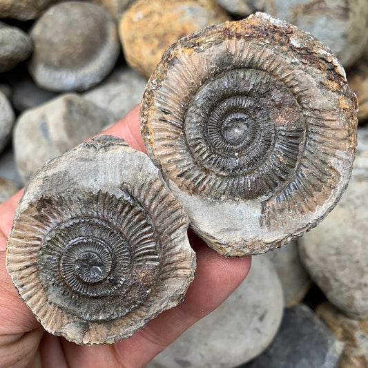 Dactylioceras (split pair) ammonite fossil - Whitby, North Yorkshire Jurassic Coast