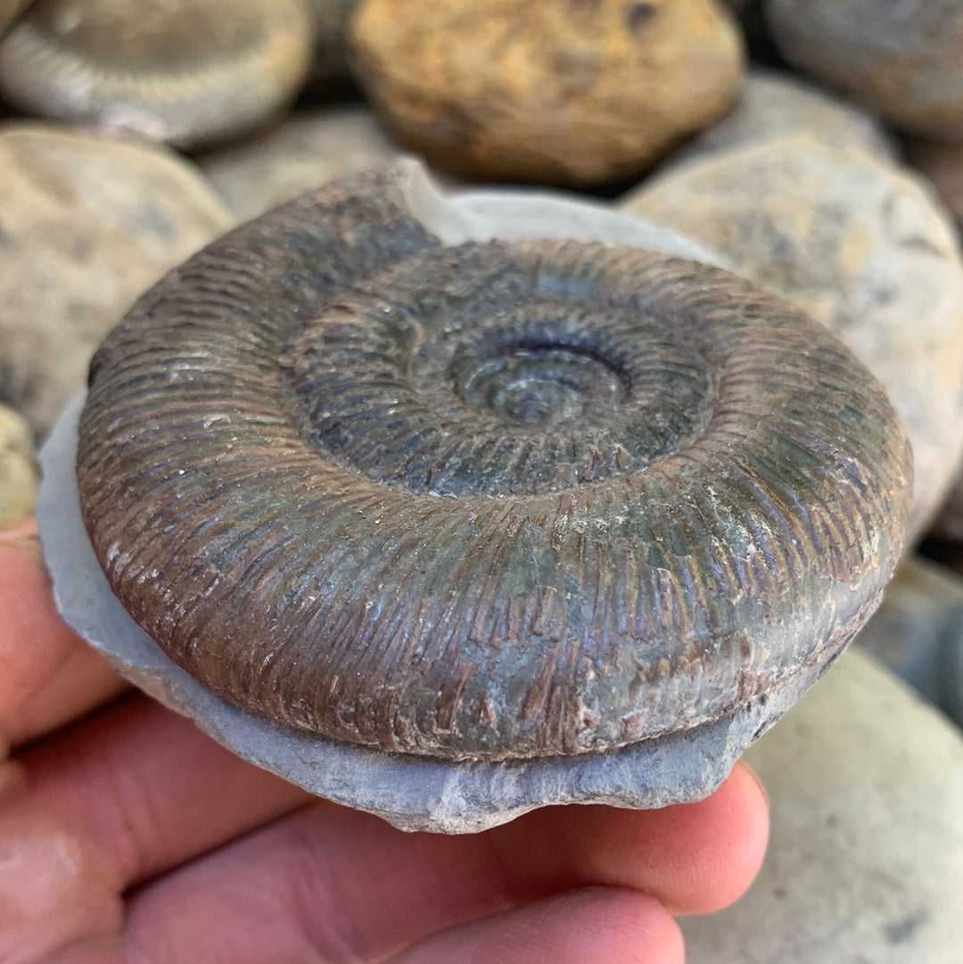 Dactylioceras semicelatum ammonite fossil - Whitby, North Yorkshire Jurassic Coast