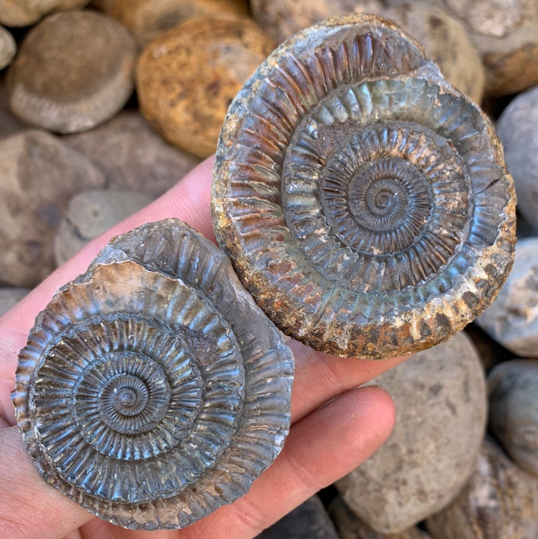 Dactylioceras (split pair) ammonite fossil - Whitby, North Yorkshire Jurassic Coast