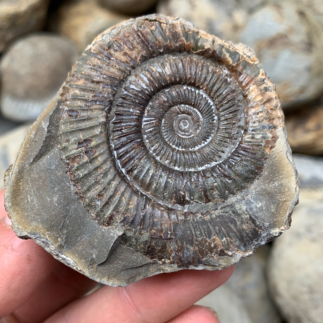 Dactylioceras (split pair) ammonite fossil - Whitby, North Yorkshire Jurassic Coast