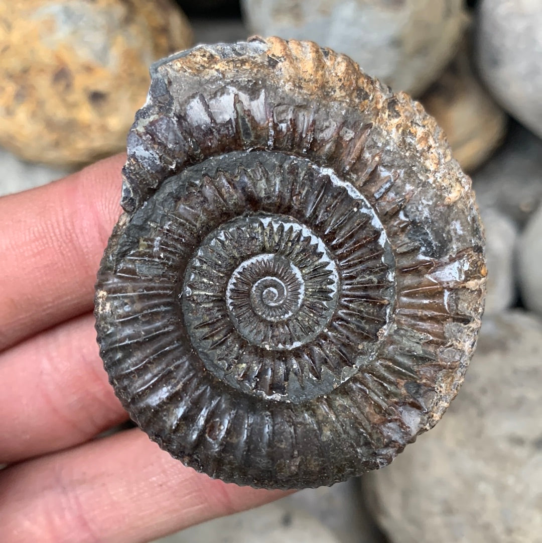 Dactylioceras (split pair) ammonite fossil - Whitby, North Yorkshire Jurassic Coast