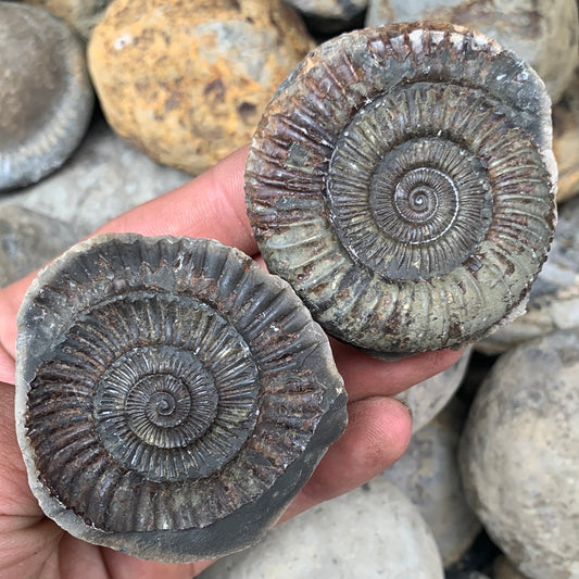 Dactylioceras (split pair) ammonite fossil - Whitby, North Yorkshire Jurassic Coast