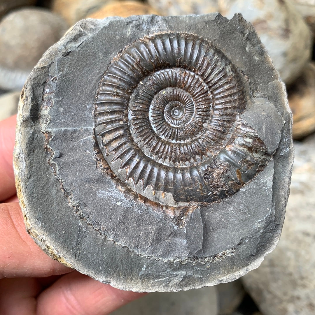 Dactylioceras (split pair) ammonite fossil - Whitby, North Yorkshire Jurassic Coast