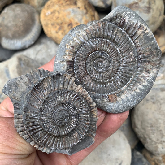 Dactylioceras (split pair) ammonite fossil - Whitby, North Yorkshire Jurassic Coast