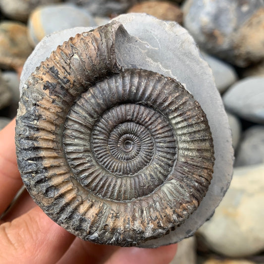 Dactylioceras ammonite fossil - Whitby, North Yorkshire