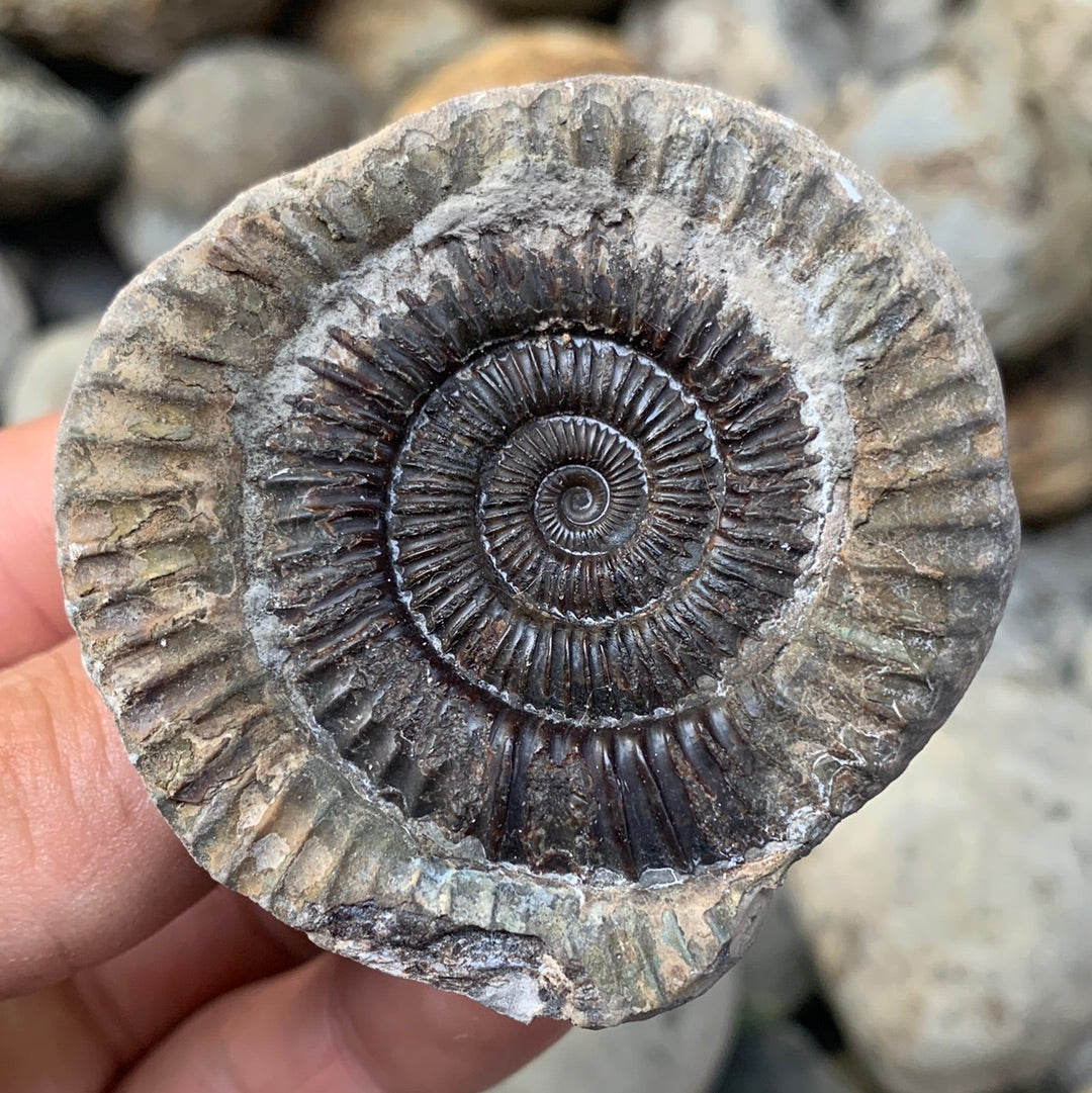 Dactylioceras (split pair) ammonite fossil - Whitby, North Yorkshire Jurassic Coast