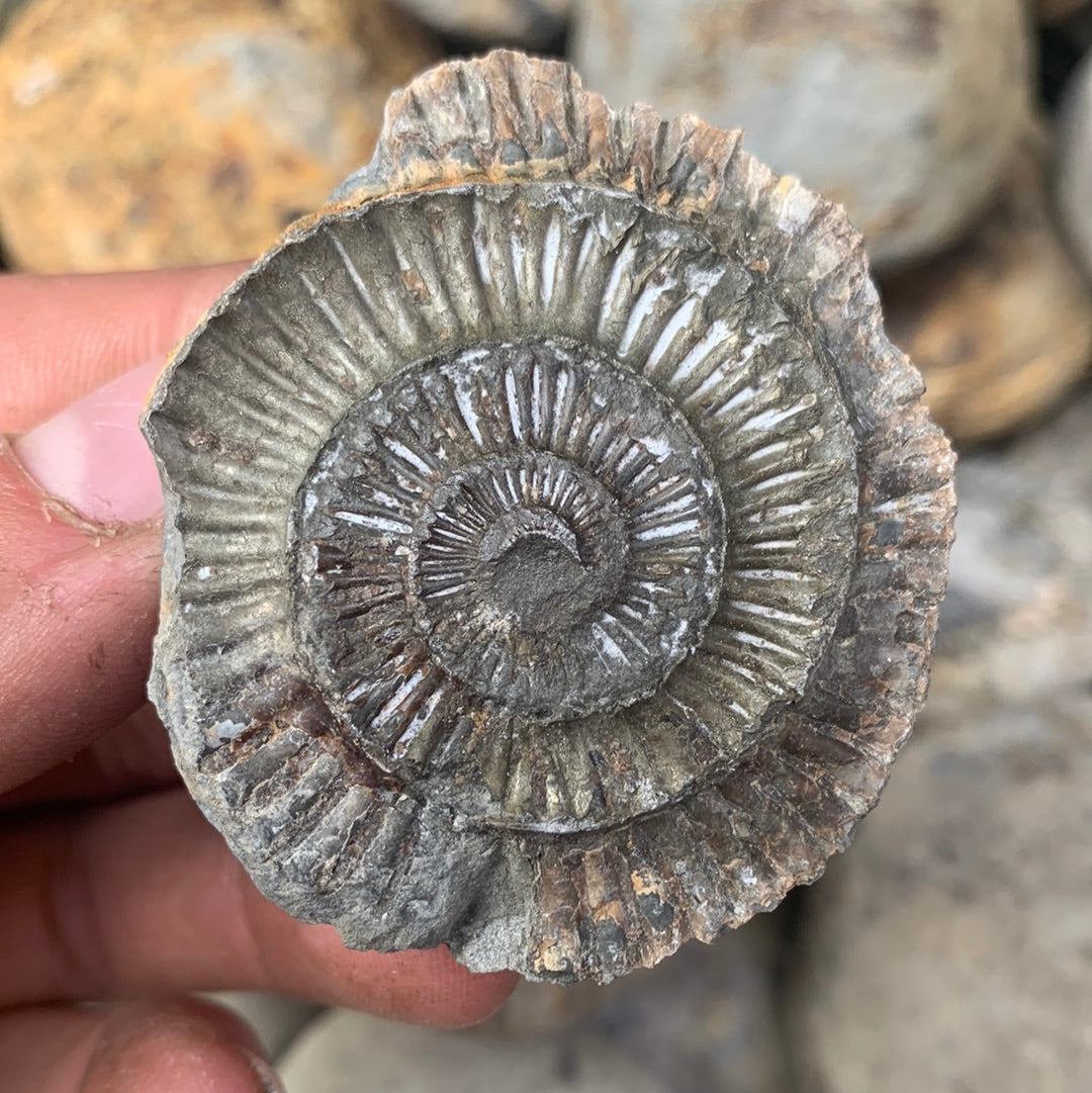 Dactylioceras (split pair) ammonite fossil - Whitby, North Yorkshire Jurassic Coast