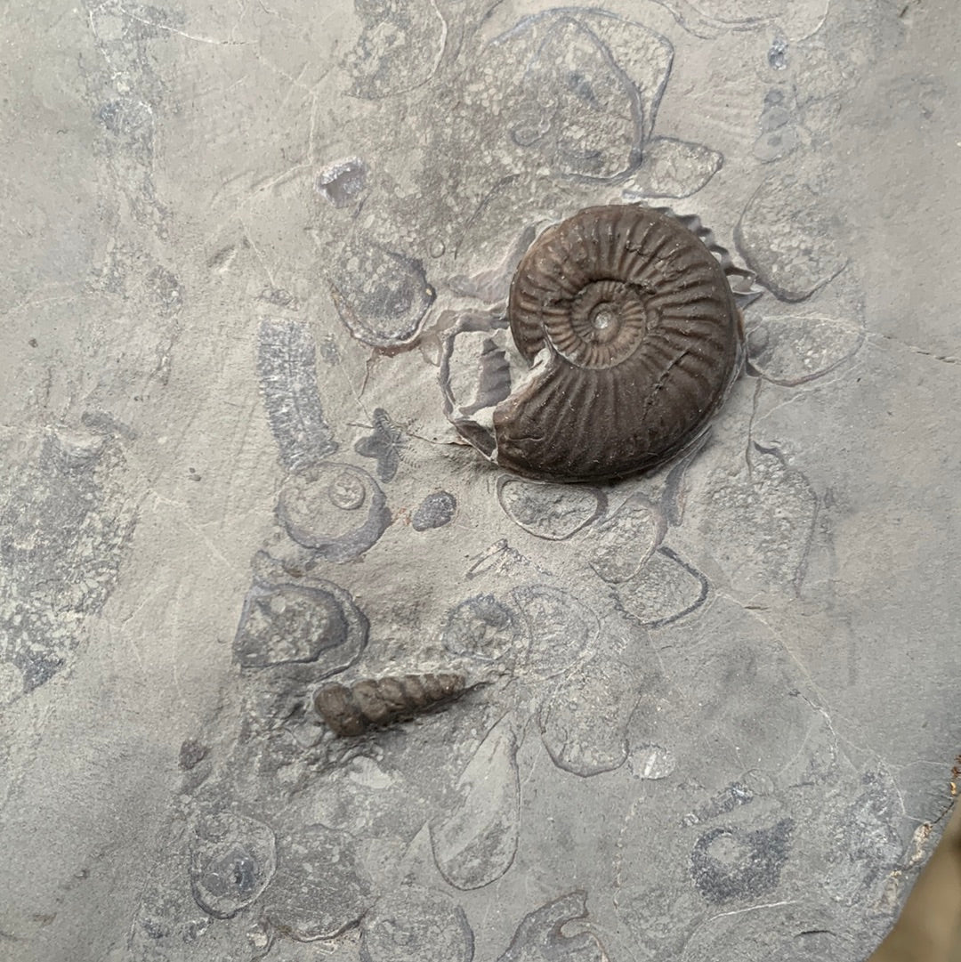 Eparietites ammonite fossil - Whitby, North Yorkshire Jurassic Coast