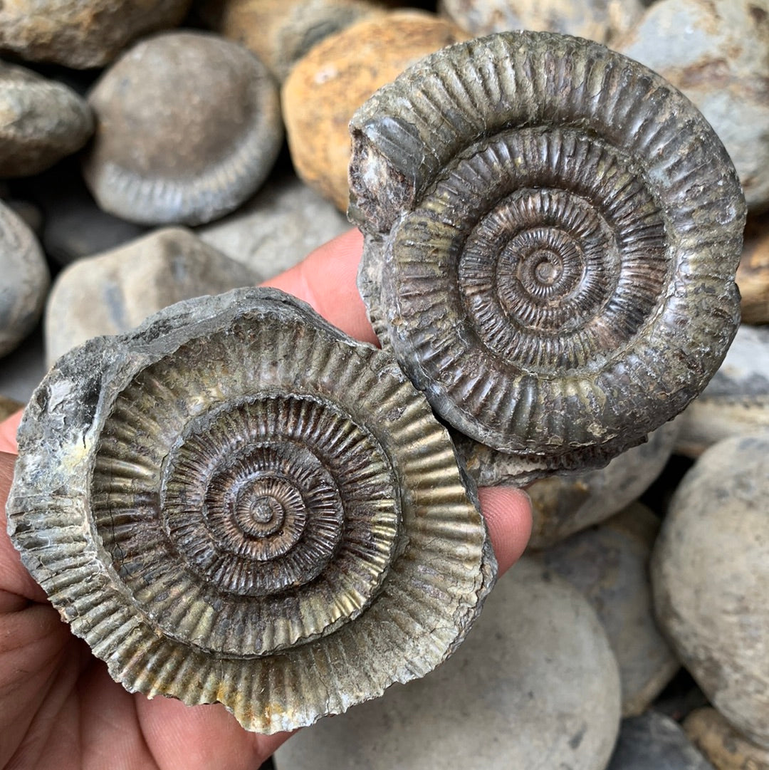 Dactylioceras (split pair) ammonite fossil - Whitby, North Yorkshire Jurassic Coast