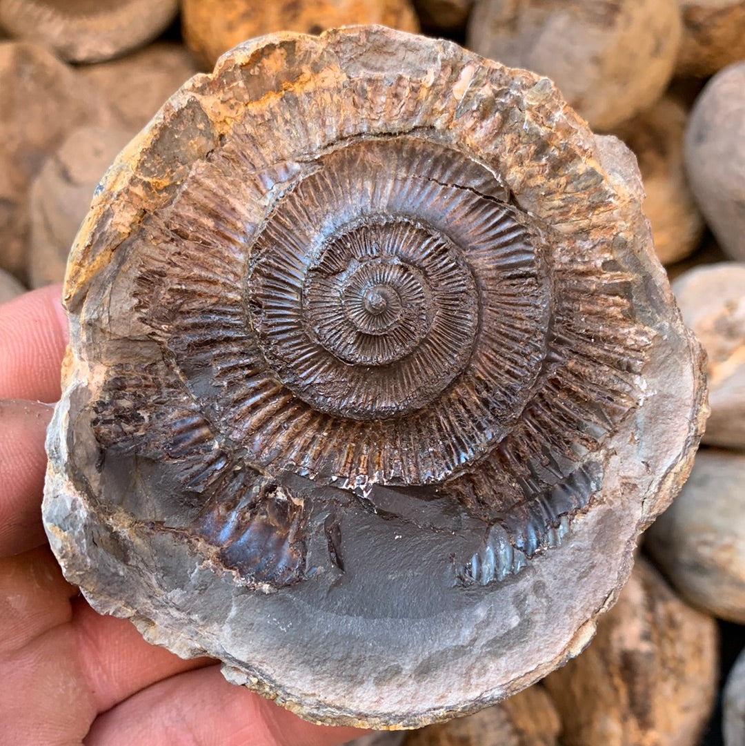 Dactylioceras (split pair) ammonite fossil - Whitby, North Yorkshire Jurassic Coast