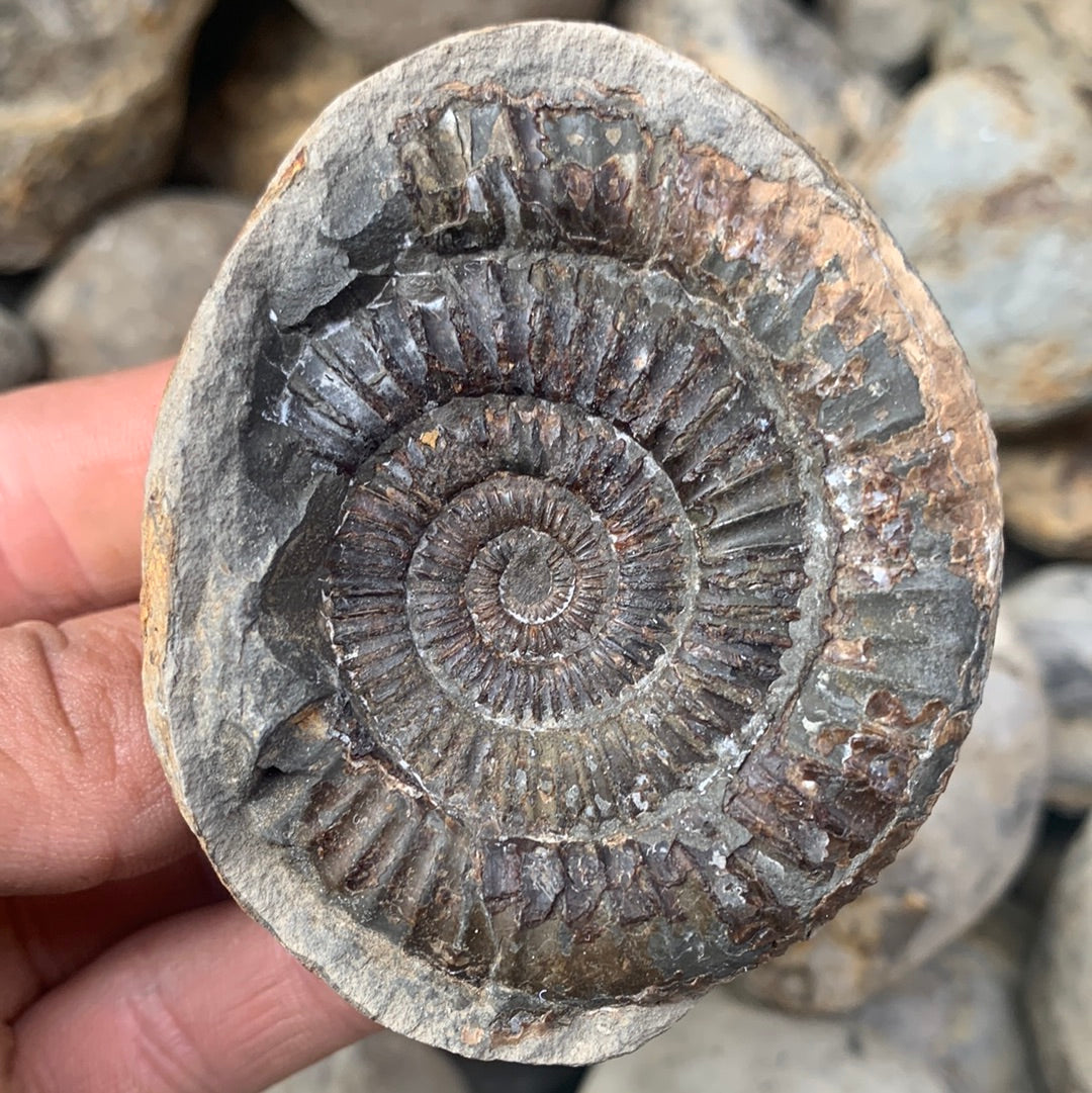 Dactylioceras (split pair) ammonite fossil - Whitby, North Yorkshire Jurassic Coast