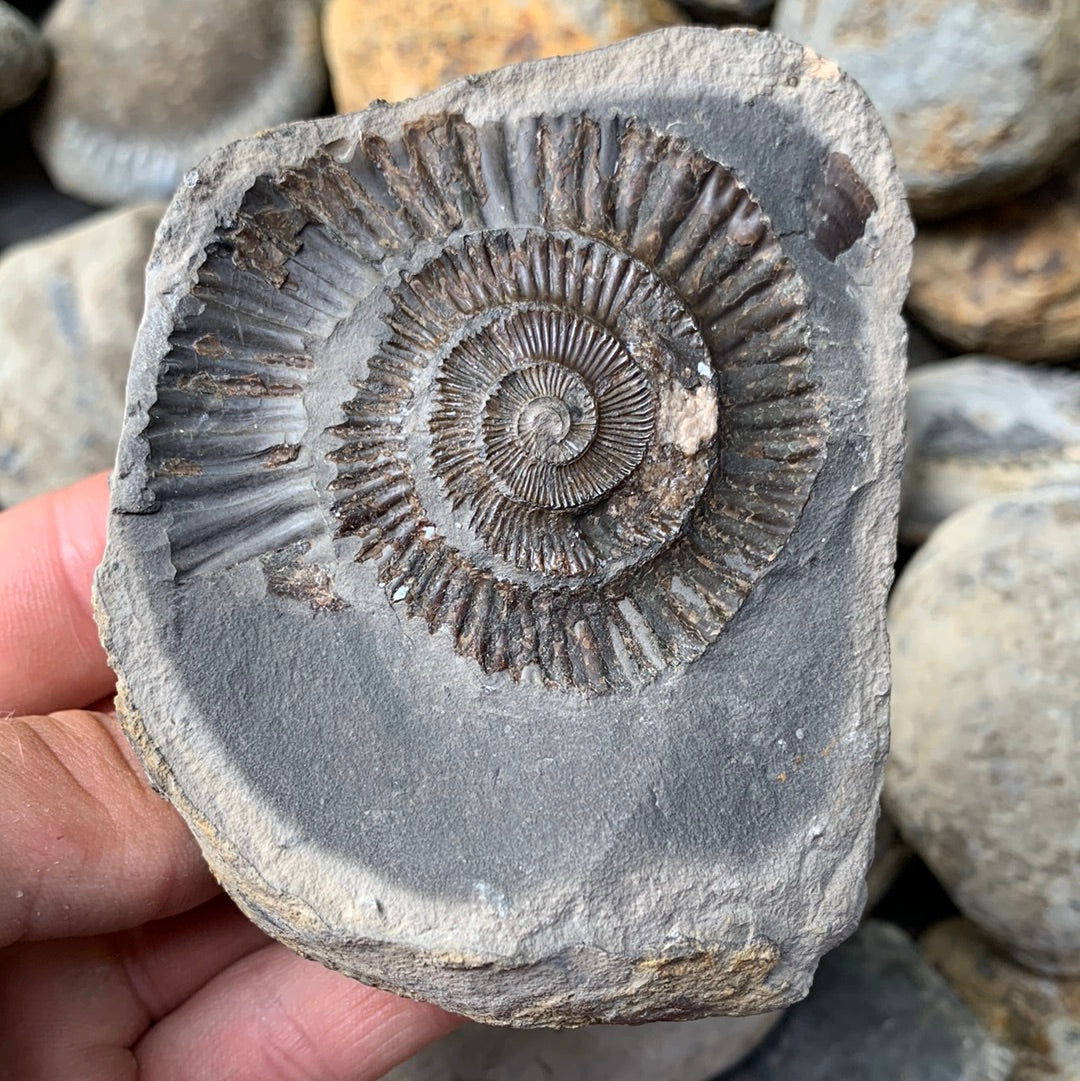 Dactylioceras (split pair) ammonite fossil - Whitby, North Yorkshire Jurassic Coast