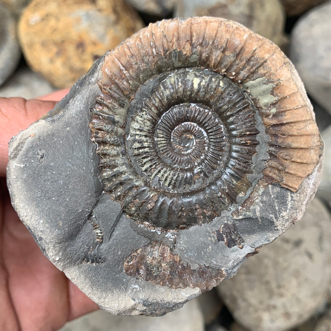 Dactylioceras (split pair) ammonite fossil - Whitby, North Yorkshire Jurassic Coast