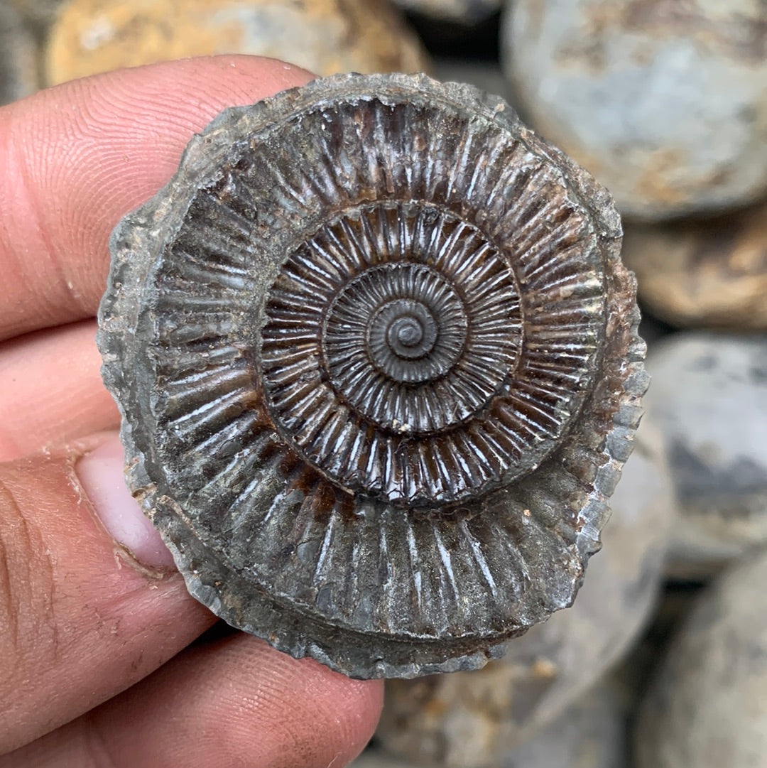 Dactylioceras (split pair) ammonite fossil - Whitby, North Yorkshire Jurassic Coast