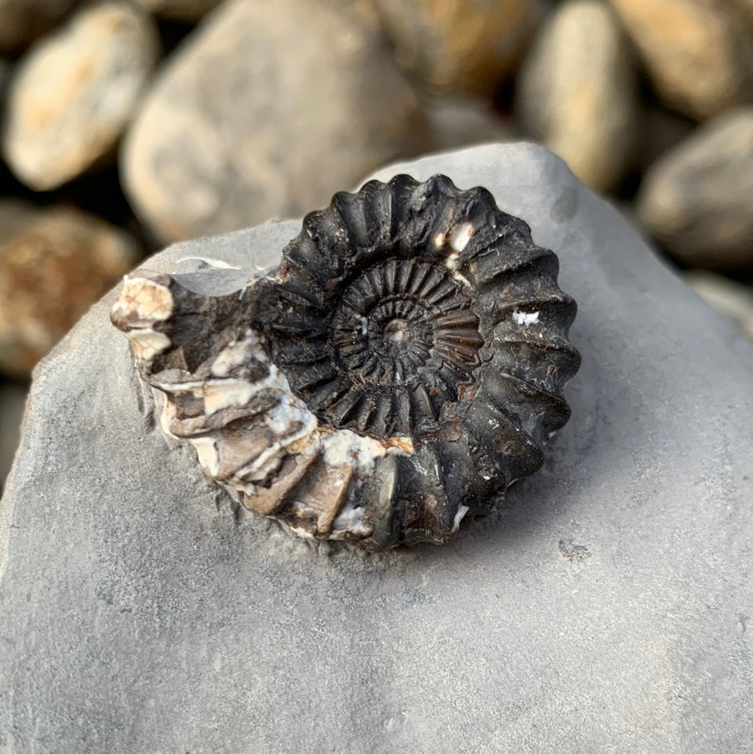Oistoceras Figulinum ammonite fossil - Whitby, North Yorkshire Jurassic Coast, Yorkshire fossils