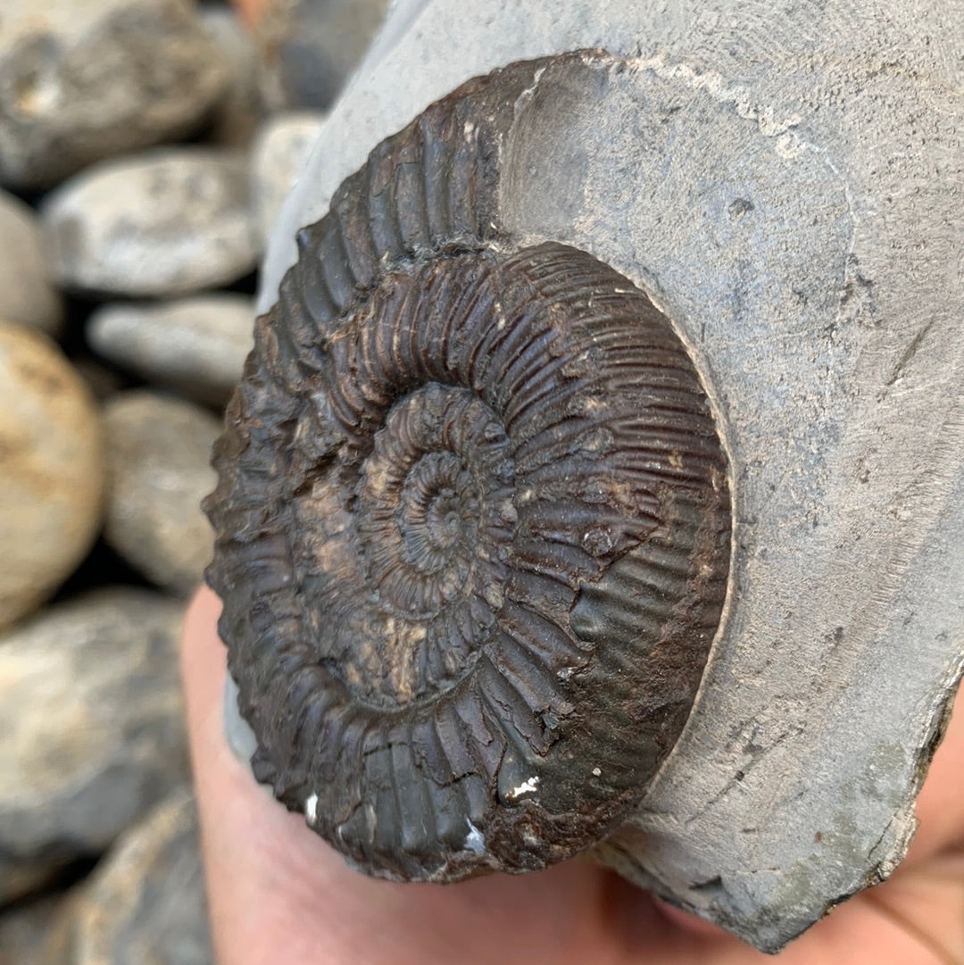 Peronoceras fibulatum ammonite fossil - Whitby, North Yorkshire