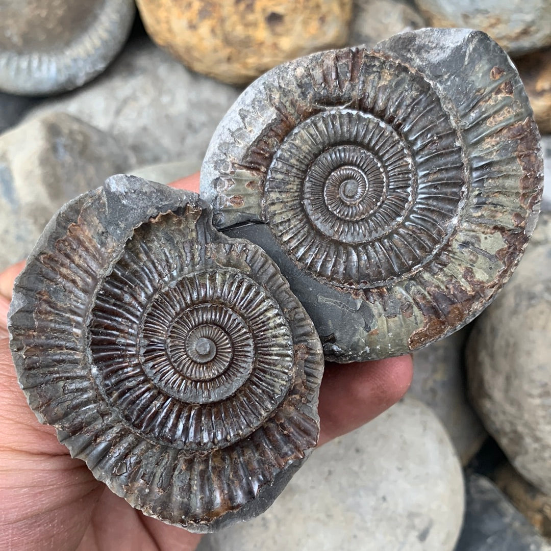 Dactylioceras (split pair) ammonite fossil - Whitby, North Yorkshire Jurassic Coast