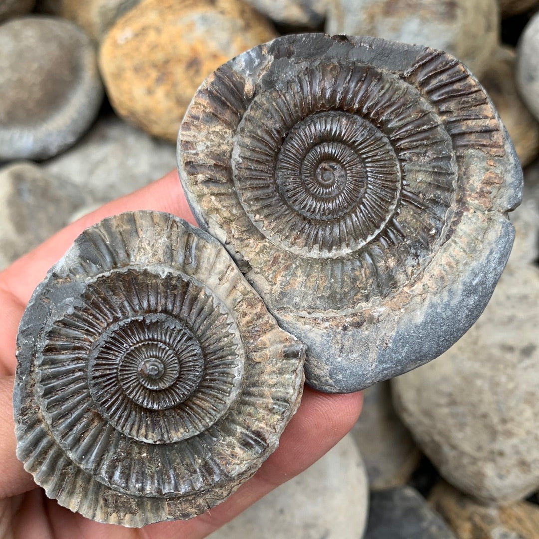 Dactylioceras (split pair) ammonite fossil - Whitby, North Yorkshire Jurassic Coast