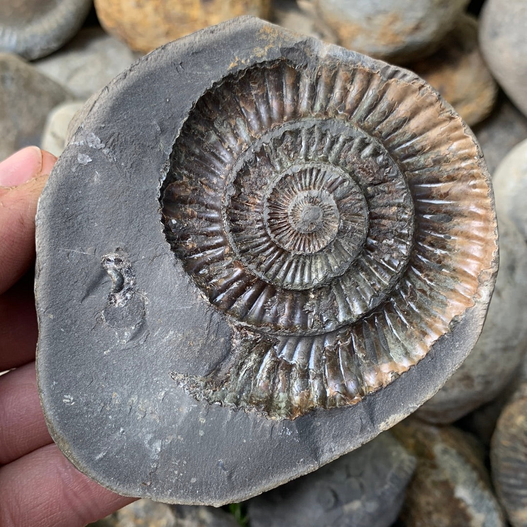 Dactylioceras (split pair) ammonite fossil - Whitby, North Yorkshire Jurassic Coast