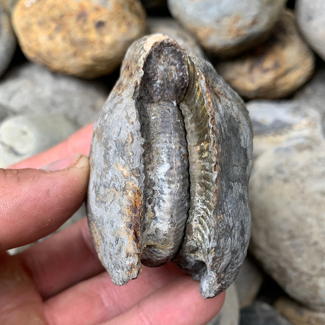 Dactylioceras (split pair) ammonite fossil - Whitby, North Yorkshire Jurassic Coast