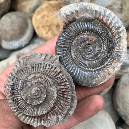 Dactylioceras (split pair) ammonite fossil - Whitby, North Yorkshire Jurassic Coast