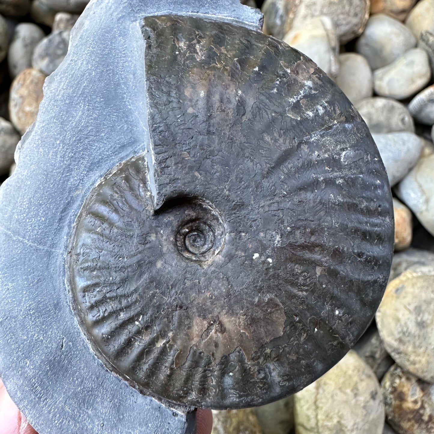 Pseudolioceras boulbiense ammonite fossil - Whitby, North Yorkshire Jurassic Coast, Yorkshire fossils