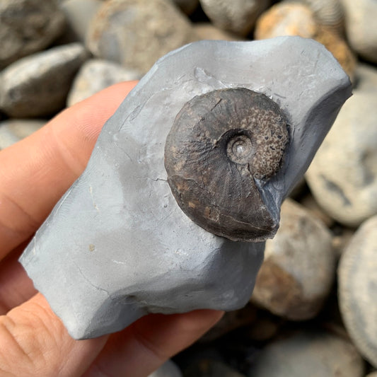 Oxynoticeras ammonite shell fossil - Whitby, North Yorkshire