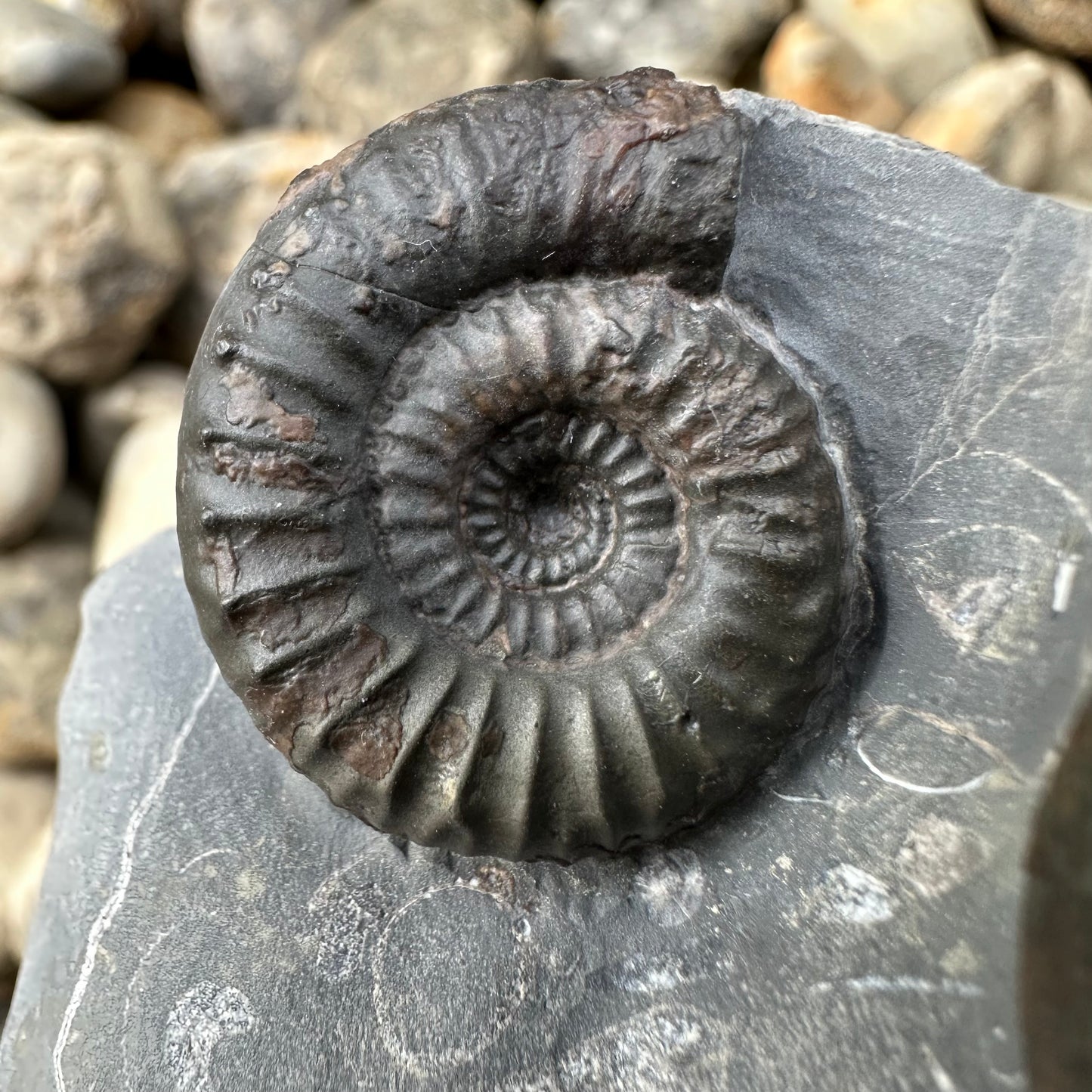 Catacoeloceras / pseudolioceras boulbiense ammonite fossil - Whitby, North Yorkshire Jurassic Coast, Yorkshire Fossils