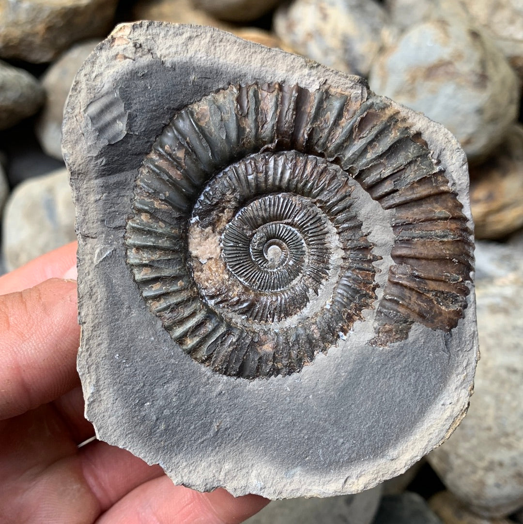 Dactylioceras (split pair) ammonite fossil - Whitby, North Yorkshire Jurassic Coast