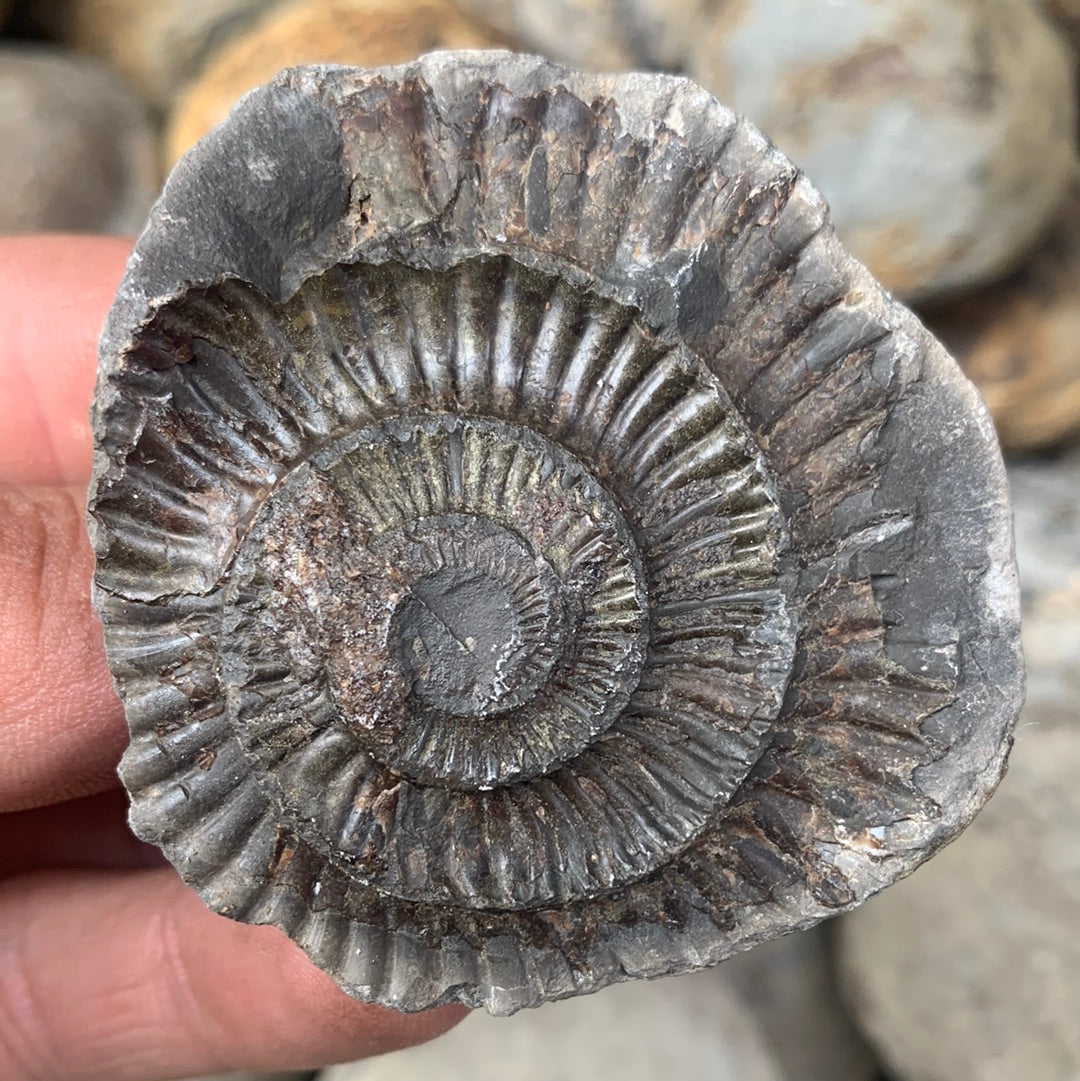 Dactylioceras (split pair) ammonite fossil - Whitby, North Yorkshire Jurassic Coast