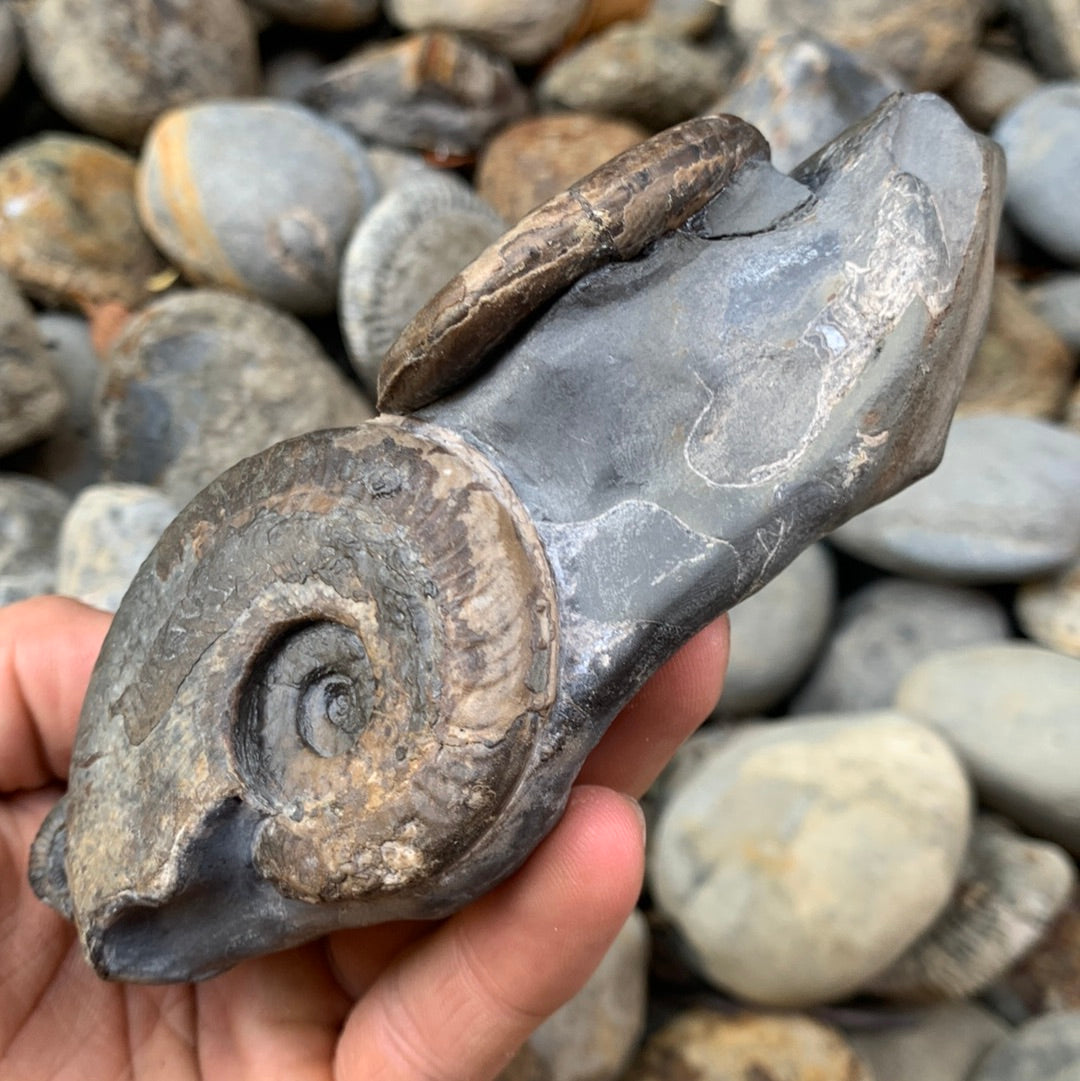 Harpoceras ammonite triple fossil - Whitby, North Yorkshire