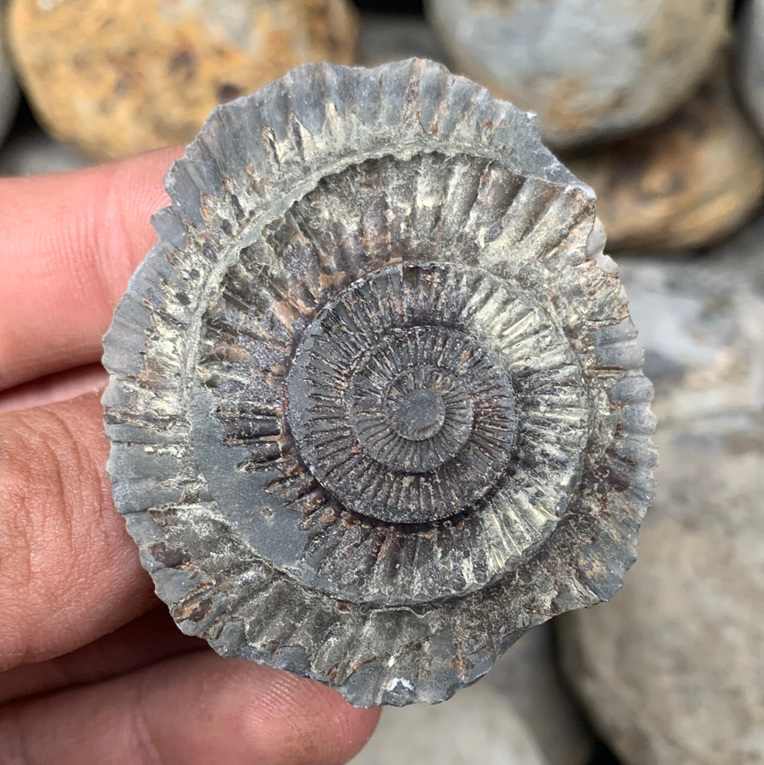 Dactylioceras (split pair) ammonite fossil - Whitby, North Yorkshire Jurassic Coast