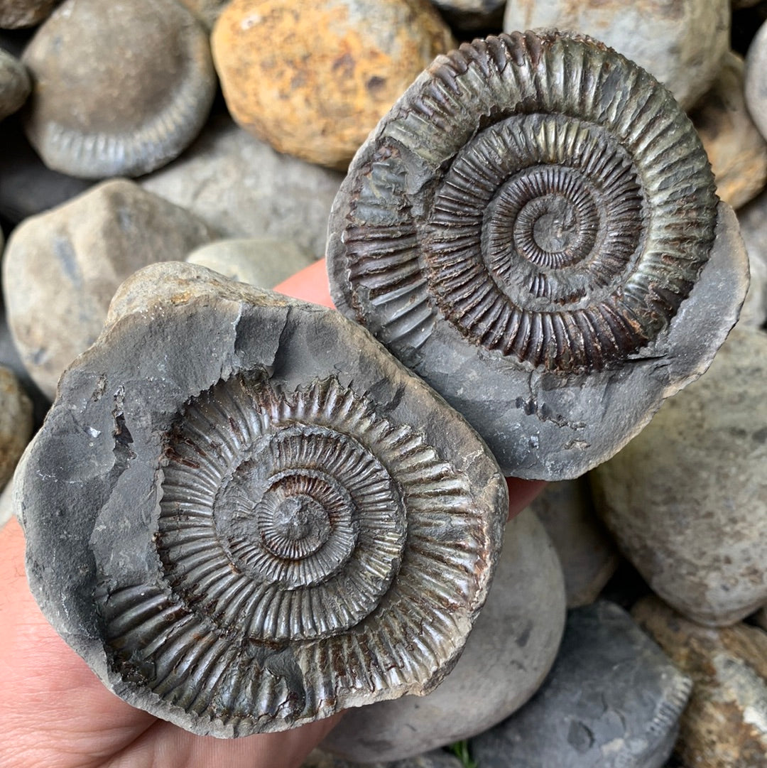 Dactylioceras (split pair) ammonite fossil - Whitby, North Yorkshire Jurassic Coast