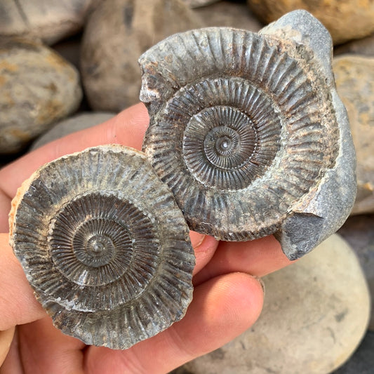 Dactylioceras (split half) ammonite fossil - Whitby, North Yorkshire Jurassic Coast