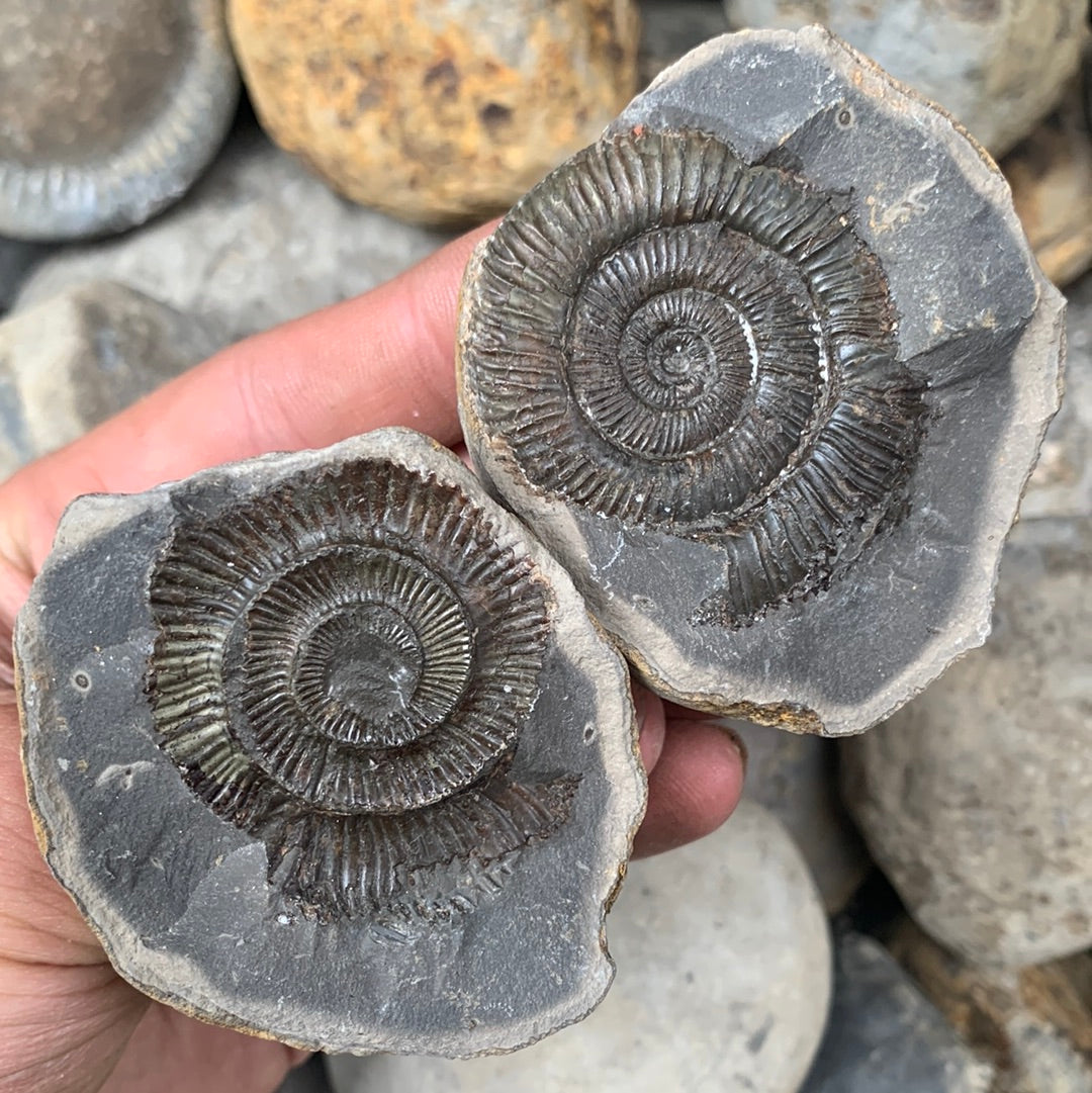 Dactylioceras (split pair) ammonite fossil - Whitby, North Yorkshire Jurassic Coast