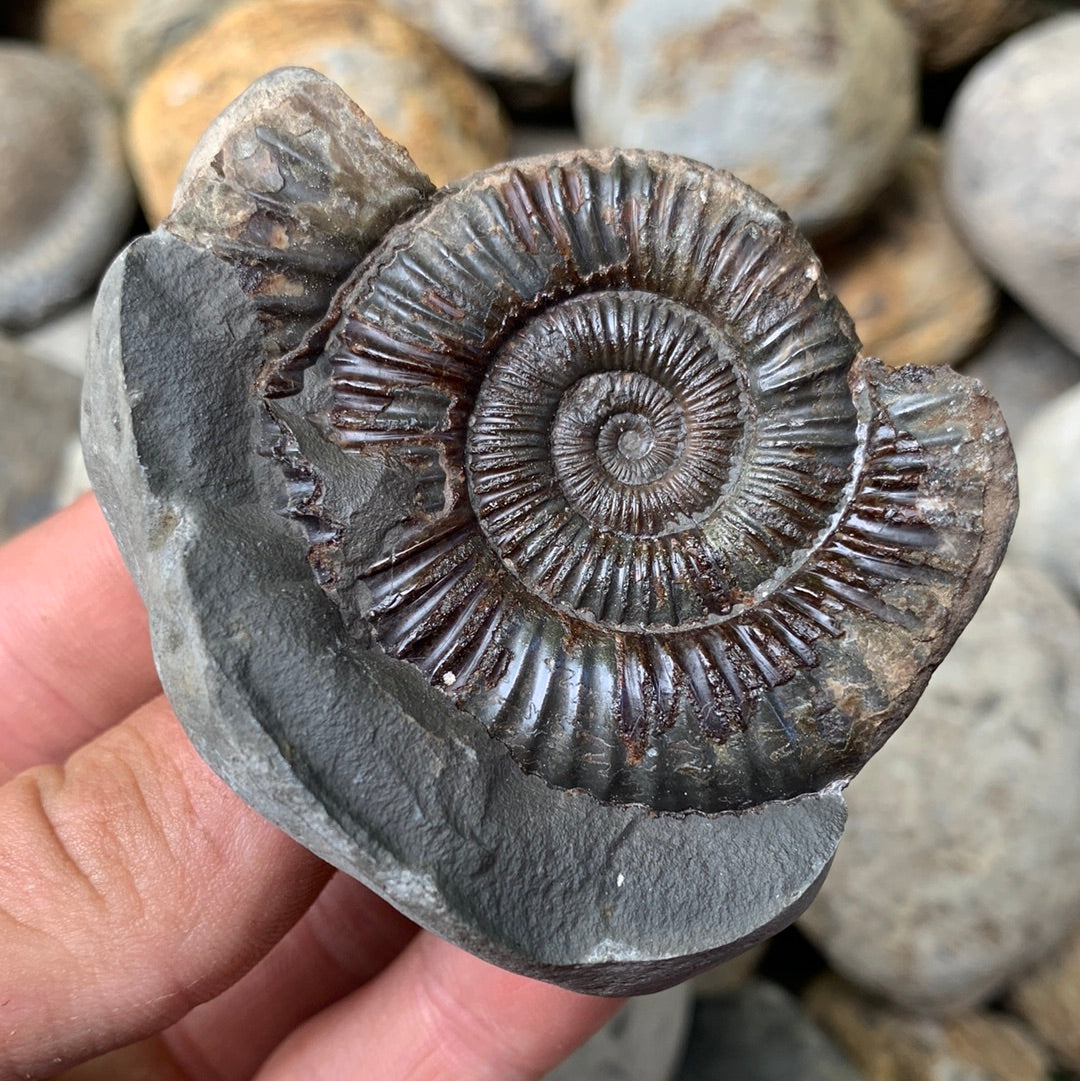 Dactylioceras (split pair) ammonite fossil - Whitby, North Yorkshire Jurassic Coast