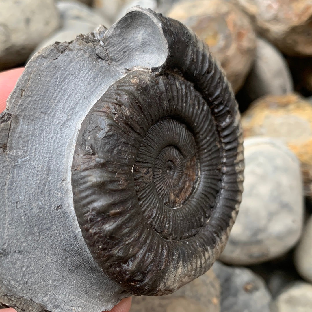 Peronoceras turriculatum ammonite fossil - Whitby, North Yorkshire Jurassic Coast, Yorkshire fossils